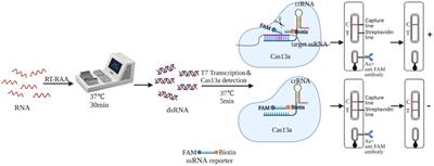 Rapid detection of H5 subtype avian influenza virus using CRISPR Cas13a based-lateral flow dipstick